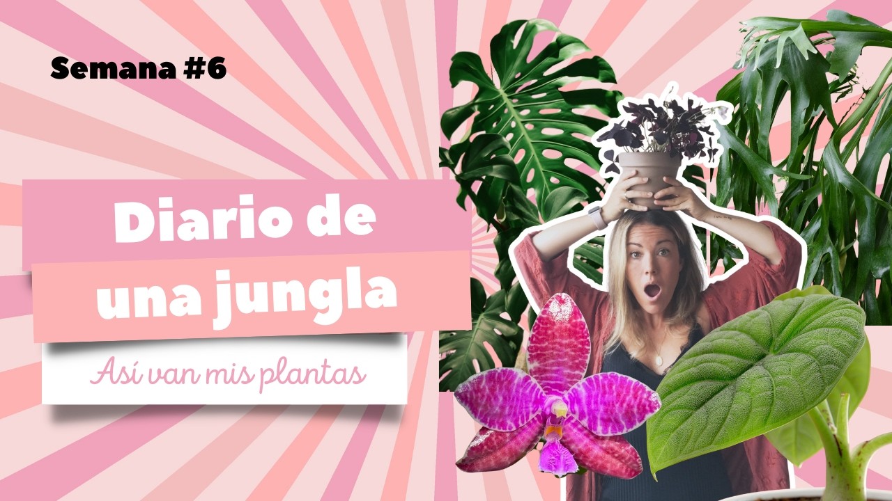 🤩 CÓMO van mis PLANTAS 🪴: diario de una jungla ¡Semana 6!