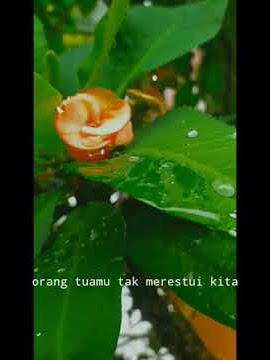 story WA. zidan'sia sia kuberjuang.