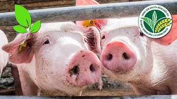 Dịch tả lợn Châu Phi: Triệu chứng bệnh và cách chữa trị I VTC16