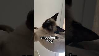 Siamese Cats - 5 Unique Traits