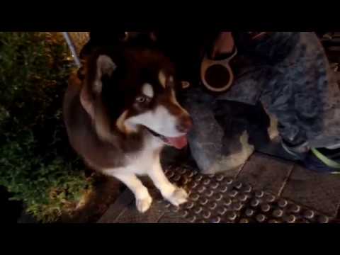 Meeting <strong>with</strong> the Cute Malamut. 전주한옥마을.  Jeonju <strong>Hanok</strong> village.. Jeonju . KOREA.