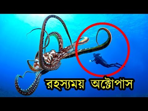 ভিডিও: অক্টোবরে কি মাছ কামড়ায়