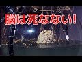 【衝撃】脳は死なないことが科学で証明された!! 20年以上ホルマリン漬けだった脳が蘇る【ヒミツノトビラ】