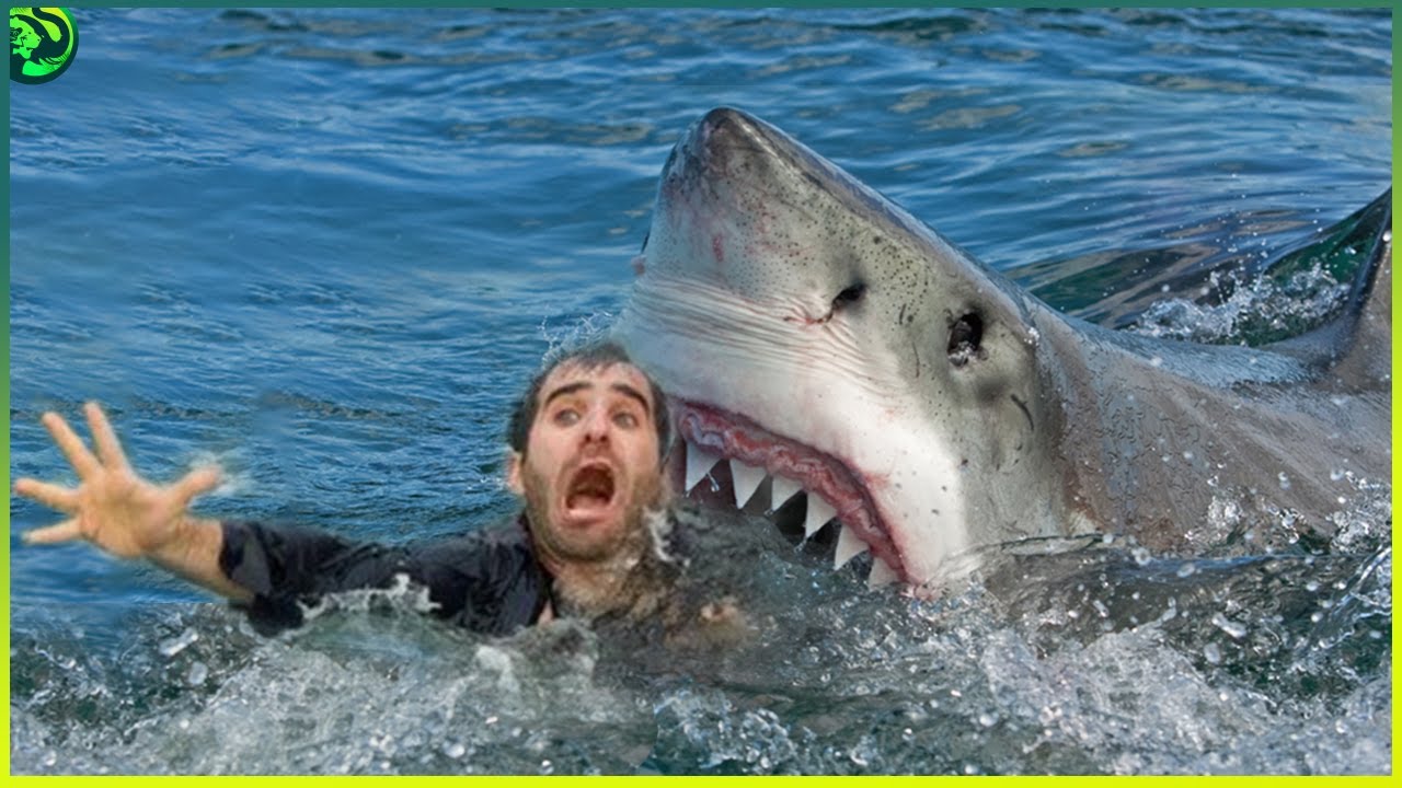 Download 13 Scariest Shark Attacks Ever Caught on Camera