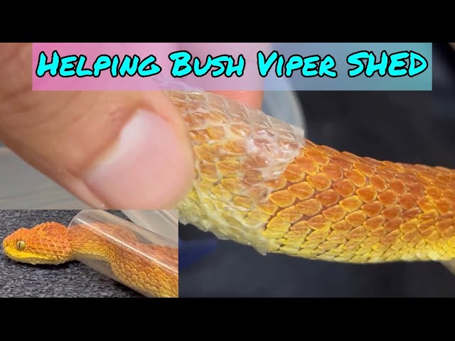 The Variable Bush Viper (Atheris Squamigera) – Ultimate Exotics