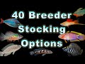 40 Gallon Breeder Aquarium Stocking Options: What Fish Can Be Kept Together?