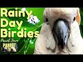 Rain and Happy Parrot Sounds Nature Soundscape | HD Parrot TV for Birds to Watch | 24/7 Bird Room TV