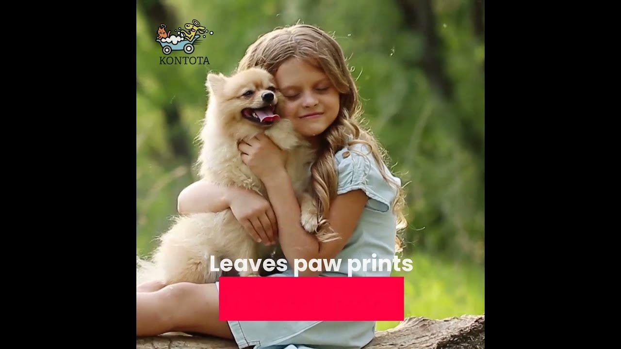 Kontota Mobile Grooming Franchise YouTube