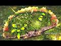 見た目は10種類以上！環境生物『モリサカズキガニ』の生態【モンハンワイルズ】