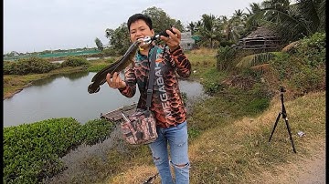 Câu mồi mềm NFF lên hàng ở điểm câu ko ai ngờ lại có cá lóc