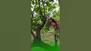 Cắt Tỉa Cành Cho Cây Cam Đường Canh #nongnghiep #xuhuong #vietanhnongnghiep