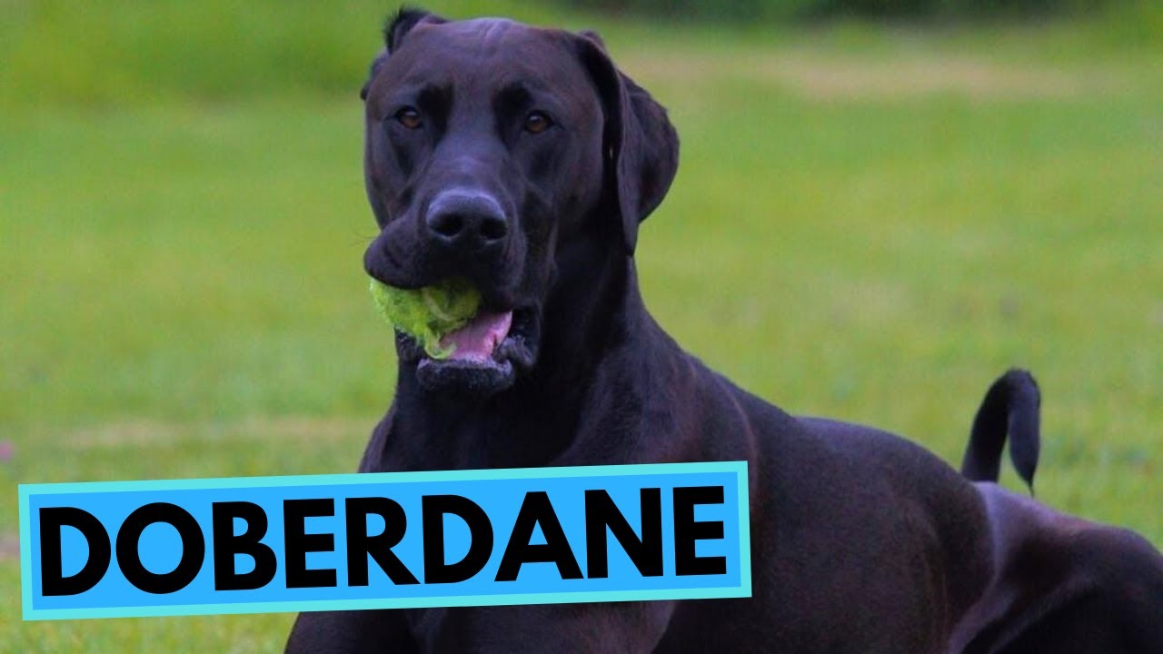 Doberdane - 10 Interesting Facts - Doberman Dane - YouTube