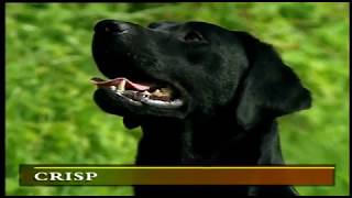 MODERN GUNDOG TRAINING RETRIEVER P3 by SPORTING SCENE UK 7,782 views 4 years ago 12 minutes, 11 seconds