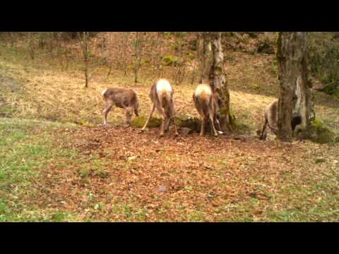 ირმები ბორჯომ-ხარაგაულის ეროვნულ პარკში | Borjomi-Kharagauli National Park