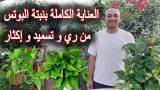 العناية بنبتة البوتس او اللبلاب من زراعة و ري و تسميد و اكثار, Pothos Plant Care and Propagation