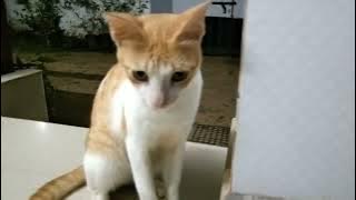 😺🐈😺