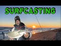 Pche du bar en surfcasting