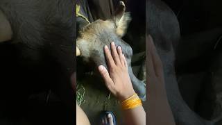 Download Lagu Playing with Sita 🥰 cows love 🥰 MP3