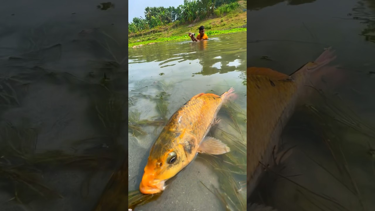 Amazing Fishing in River #bigfish #fishingvideo #shorts