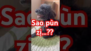 Sao Pùn Zị Ngưi Đệp..??