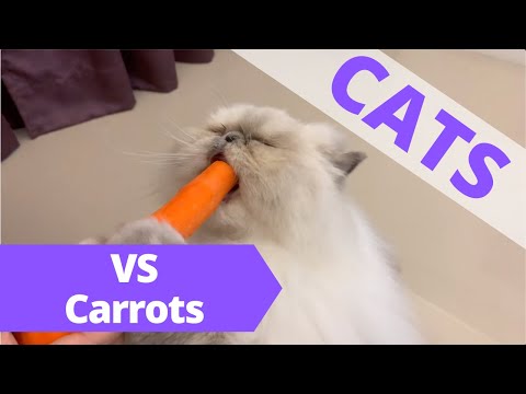 cats-vs-carrots