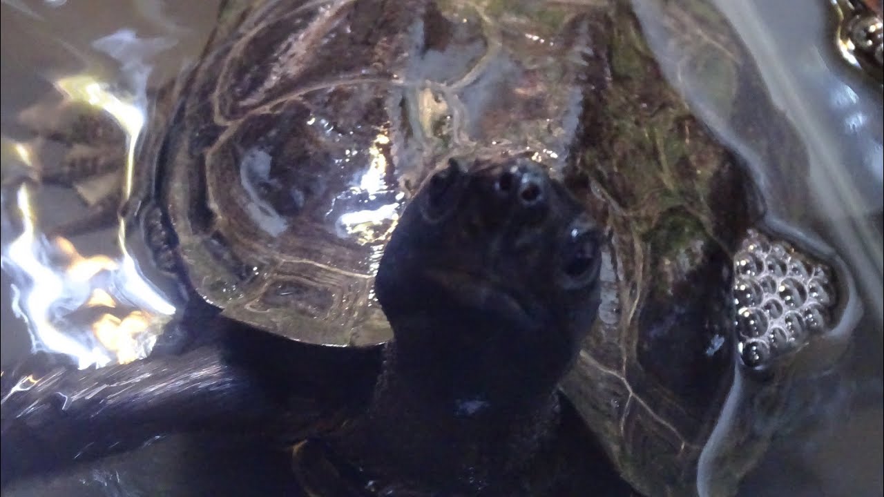 威嚇するクサガメ