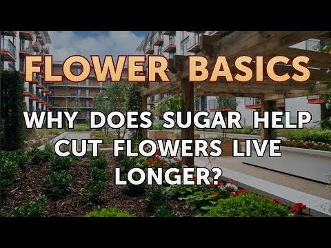 वीडियो: चीनी कटे हुए फूलों को कैसे प्रभावित करती है?