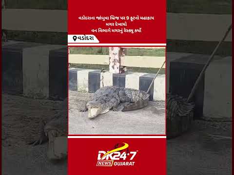 #vadodara | વડોદરાના જાંબુવા બ્રિજ પર 9 ફૂટનો મહાકાય મગર દેખાયો | #drashtikonnews