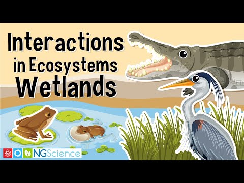 Interactions in Ecosystems – Wetlands