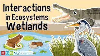 Interactions in Ecosystems - Wetlands