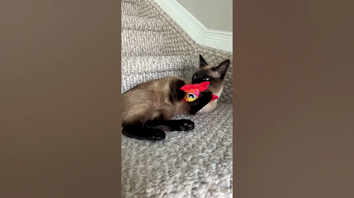 Watch the video about Cute cat play with toy!