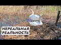 Белые лебеди пришли в гости. Нереальная реальность!