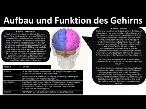 Aufbau + Funktion des Gehirns [Großhirn, Zwischenhirn, Kleinhirn, Hirnstamm] - [Biologie, Oberstufe]