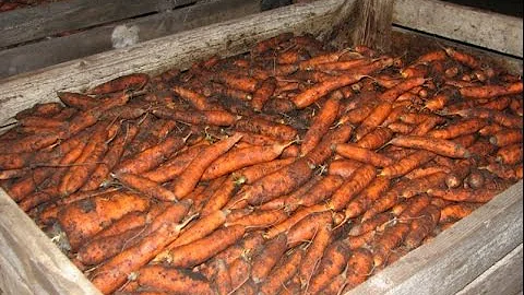 Кормить кур можно сырой морковью! Она заменяет собой рыбий жир!