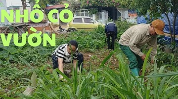 NHỔ CỎ VƯỜN RAU ĐAY SẠCH TỰ TRỒNGWEEDING THE HOME-GROWED CLEAN MALABAR GARDEN