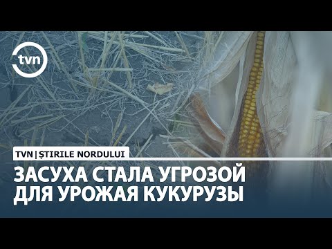 ЗАСУХА СТАЛА УГРОЗОЙ
