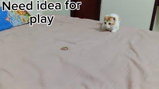 Cat playing with rock #cat #catplaying #funnycats by Hope & Fun 225 views 2 months ago 1 minute, 7 seconds