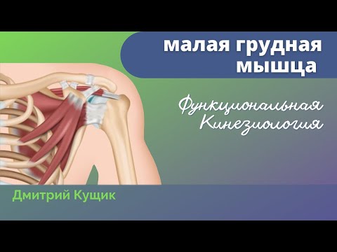 Малая грудная мышца. Фрагмент видео вечерней школы прикладной кинезиологии. Дмитрий Кущик