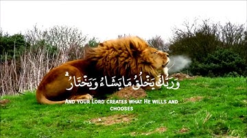 وربك يخلق ما يشاء ويختار    سورة القصص الايه 68