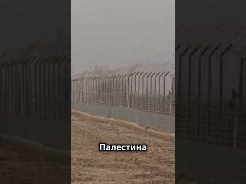 Почему евреи и арабы враждуют? #научпоп #факты #история #палестина #евреи #арабы #конфликт #израиль