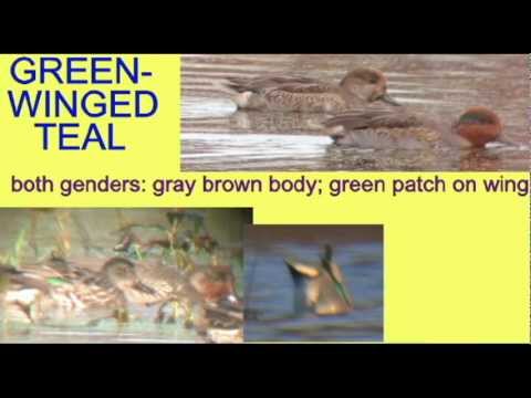 Videó: Mikor vándorol a zöld szárnyas kékeszöld?