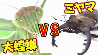 昆虫バトル Youtube