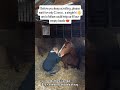 kindly donate through our donation link in bio to help A #horse #america #goviral #usa #UnitedStates