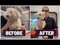 Very matted poodle mix transformation without severe dematting