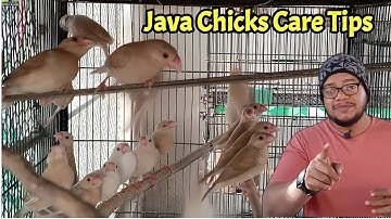 Java sparrow chicks care tips in winter | All Java sparrow | Java Bird | Finch | Winter care | Birds