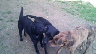 3-way tug of war and the mayhem that ensues