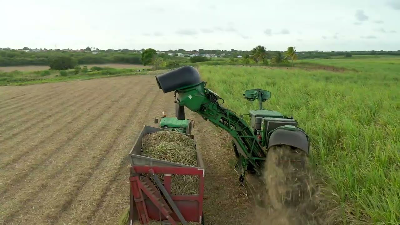 COUPE DE LA CANNE A SUCRE GUADELOUPE