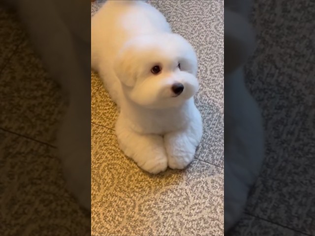 귀여운강아지 ????  so  cute dog #귀여운아기 #귀여운강아지 #귀여운동물영상