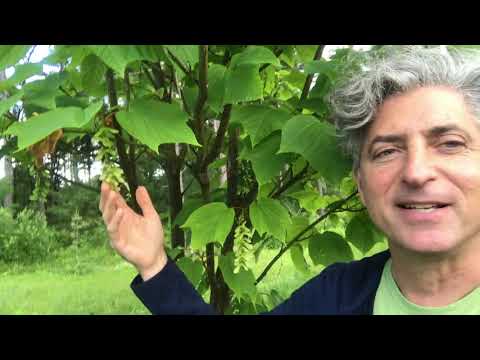 Video: Gestreepte esdoornboomverbouing: plant gestreepte esdoornbome in die landskap