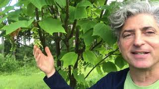 Favorite Tree Video: Striped Maple  07-02-2020